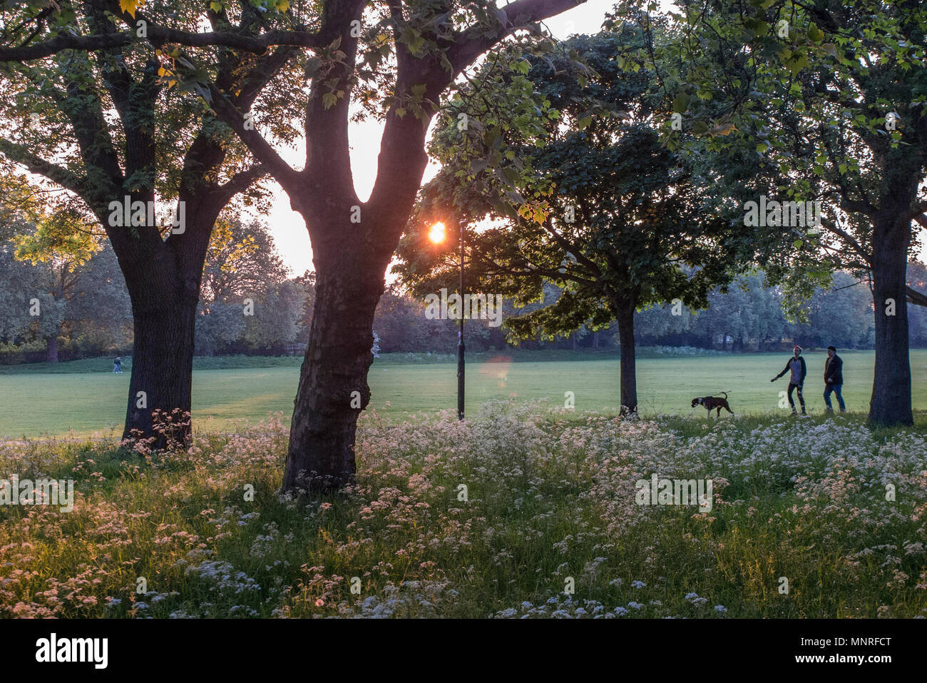 Tenendo il cane per una passeggiata su un estati la sera in un parco di Londra Foto Stock