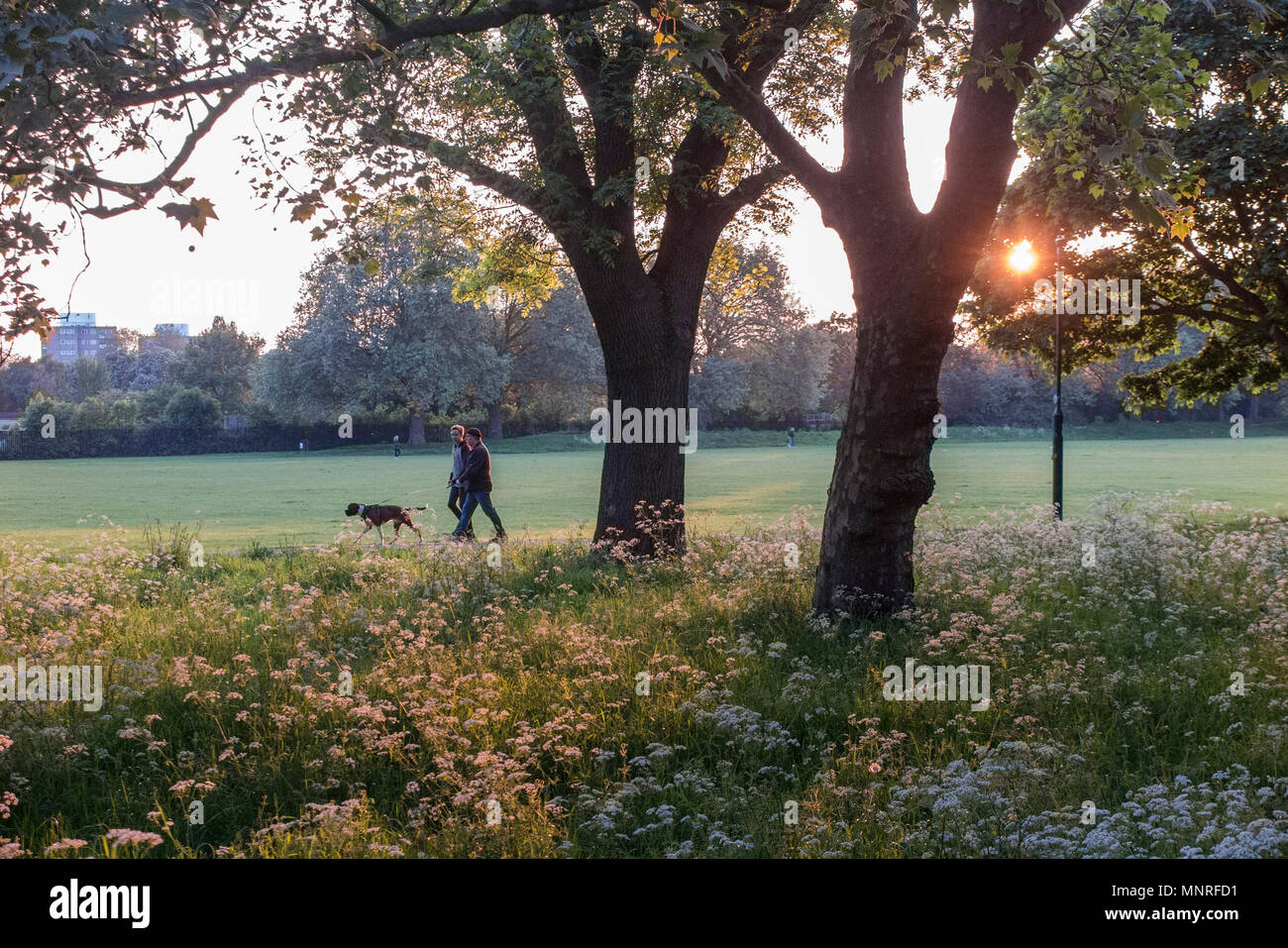 Tenendo il cane per una passeggiata su un estati la sera in un parco di Londra Foto Stock