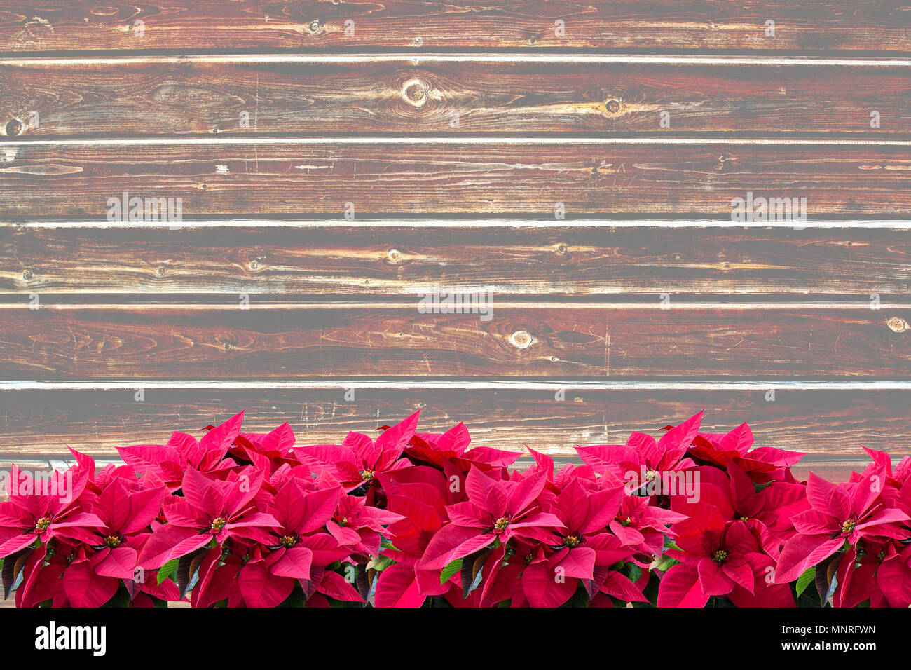 Red poinsettia Natale fiori di margine su graffiato asse di legno texture di sfondo con strappata, vintage grungy distressed superficie. Foto Stock