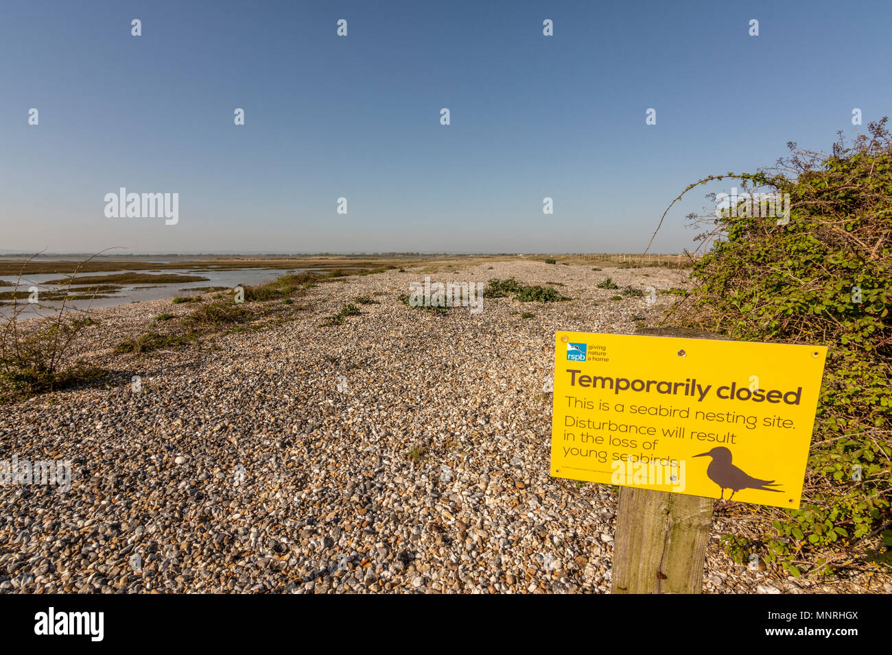 Il lato ovest del porto Pagham Riserva Naturale, West Sussex, Regno Unito. Foto Stock Il lato ovest del porto Pagham Riserva Naturale, West Sussex, Regno Unito. Foto Stock