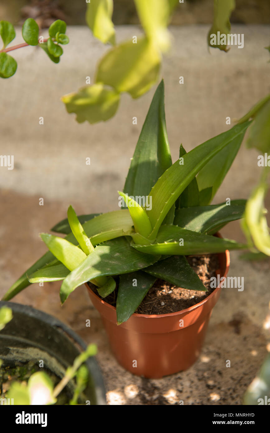 Pianta di aloe vera che cresce in una piccola pentola di terracotta all'interno, illuminata dalla luce naturale del sole, popolare per le sue proprietà medicinali e per la cura della pelle Foto Stock