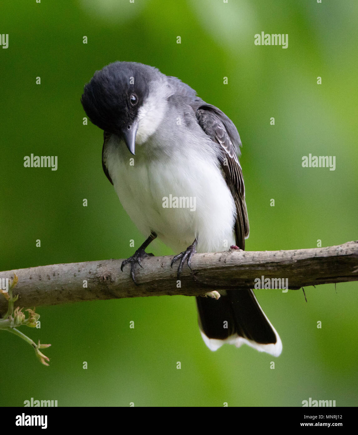 Un bel Kingbird Orientale (Tyrannus tyrannus) posatoi su un ramo in primavera Foto Stock