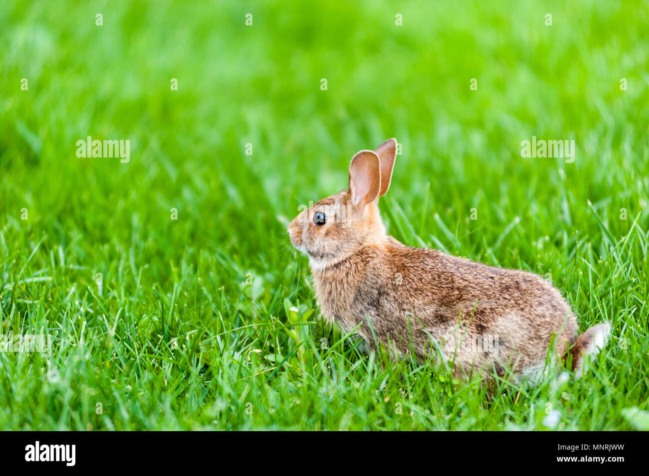 Focus sul coniglio selvatico in piedi in alto l'erba verde. Foto Stock