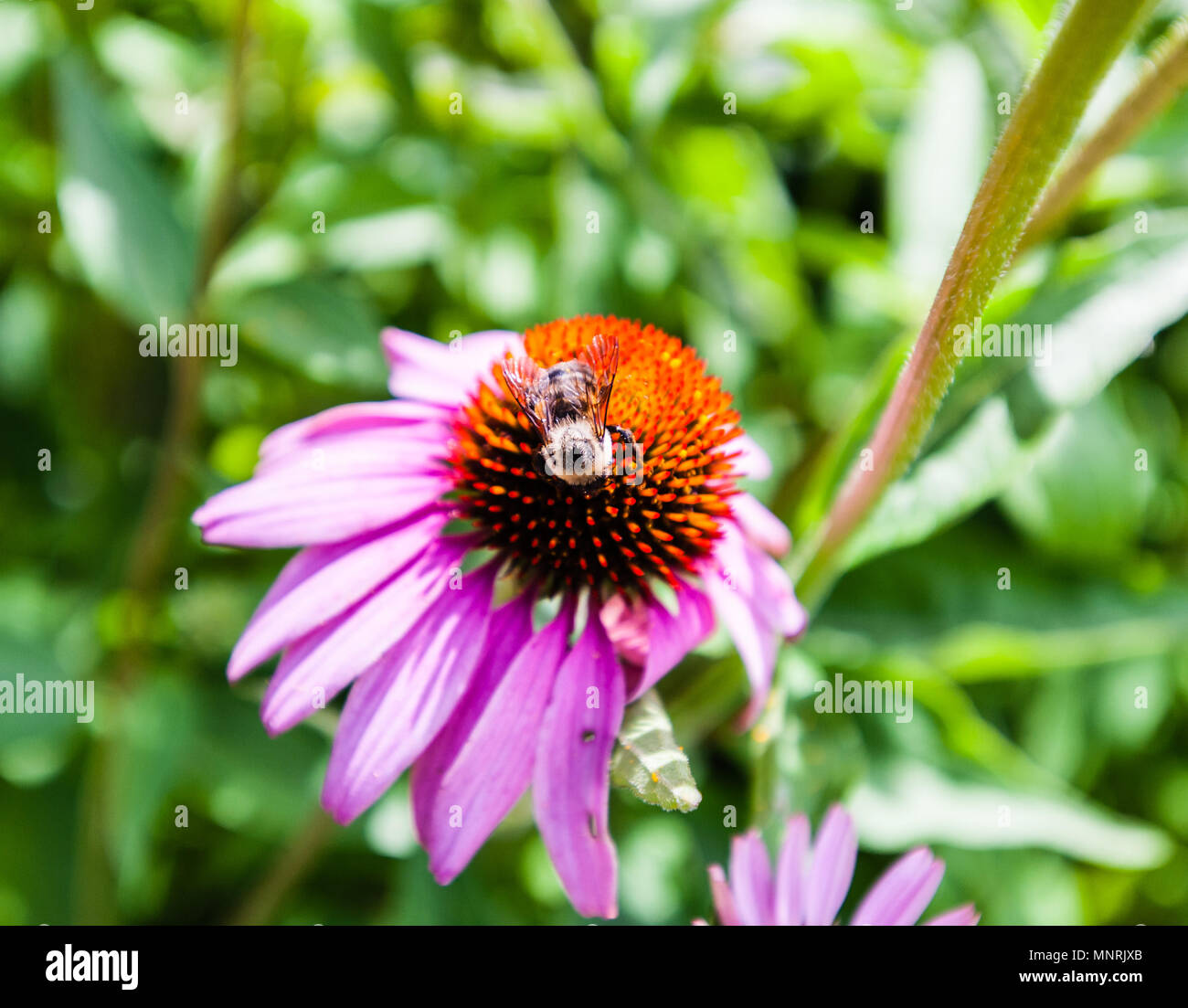 Dettaglio di ape su rosso e fiore violaceo con altre piante in sfondo sfocato. Foto Stock