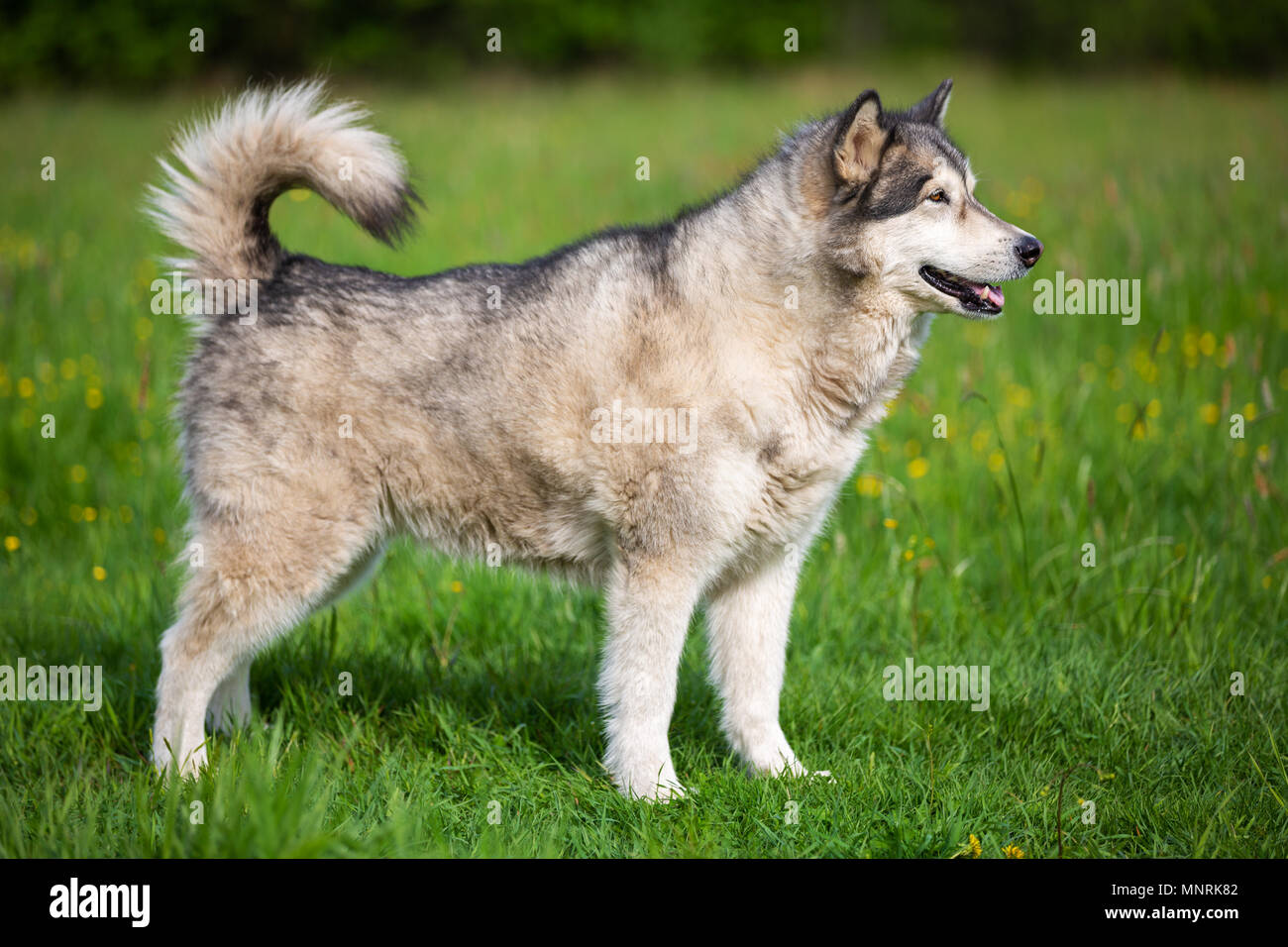 Silhouette cane di razza Alaskan Malamute Foto Stock