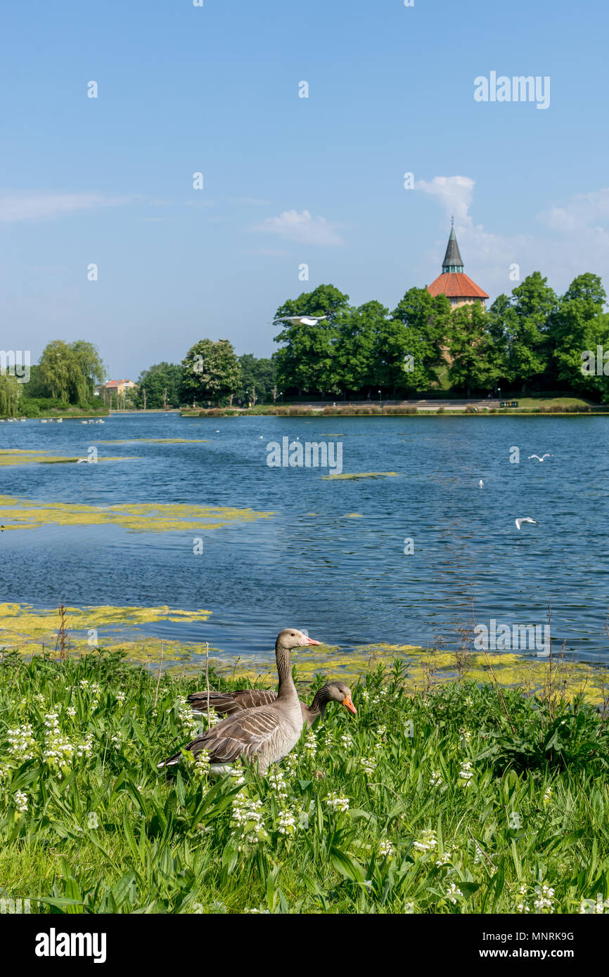 Coppia di oche in erba alla parte anteriore di un lago con la piastrella rossa torre in background. Entrambi gli uccelli guardando al lato del telaio. Foto Stock