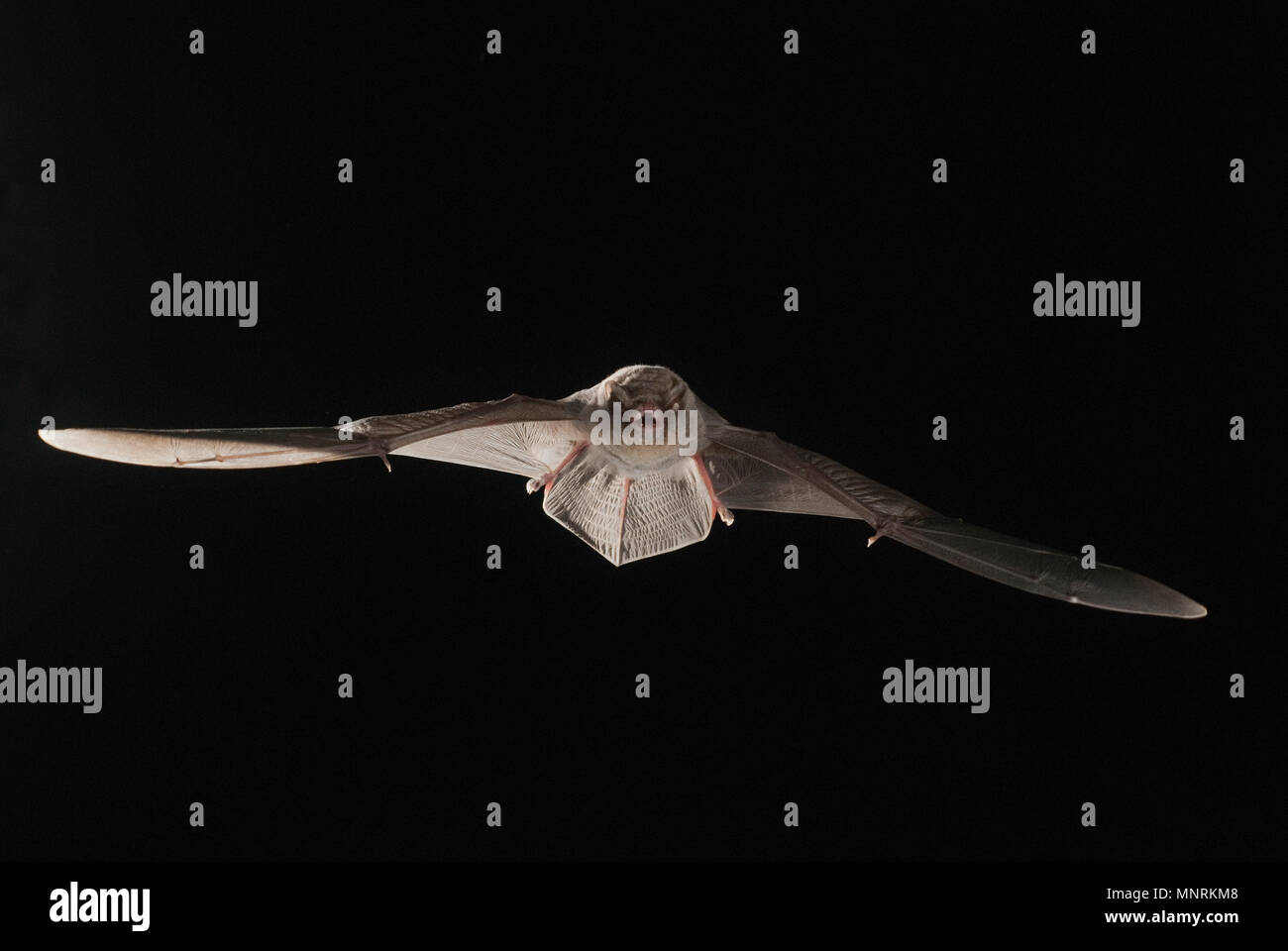 Bat comune piegata Miniopterus schreibersii, volare in una grotta, con sfondo nero Foto Stock