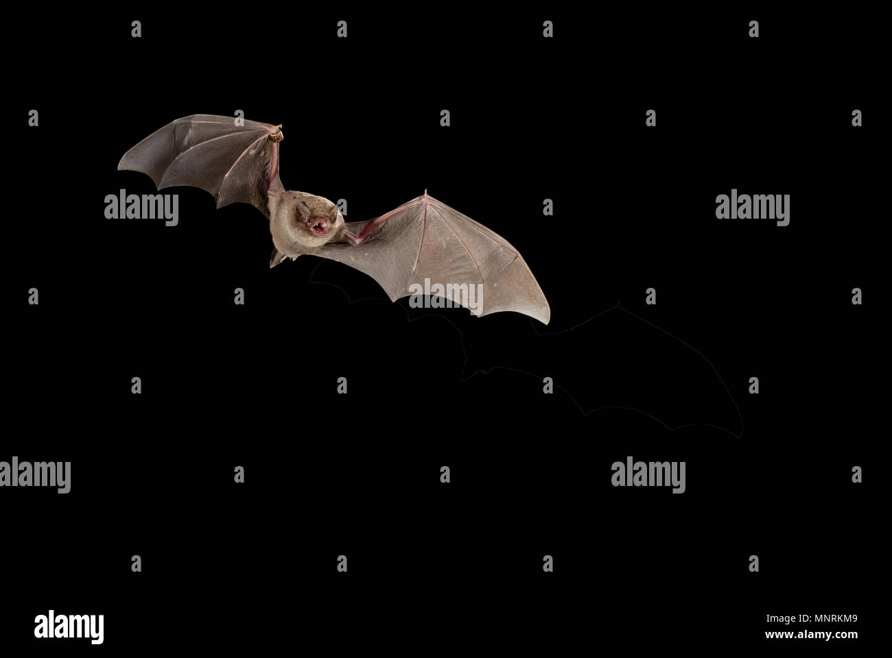 Bat comune piegata Miniopterus schreibersii, volare in una grotta, con sfondo nero Foto Stock