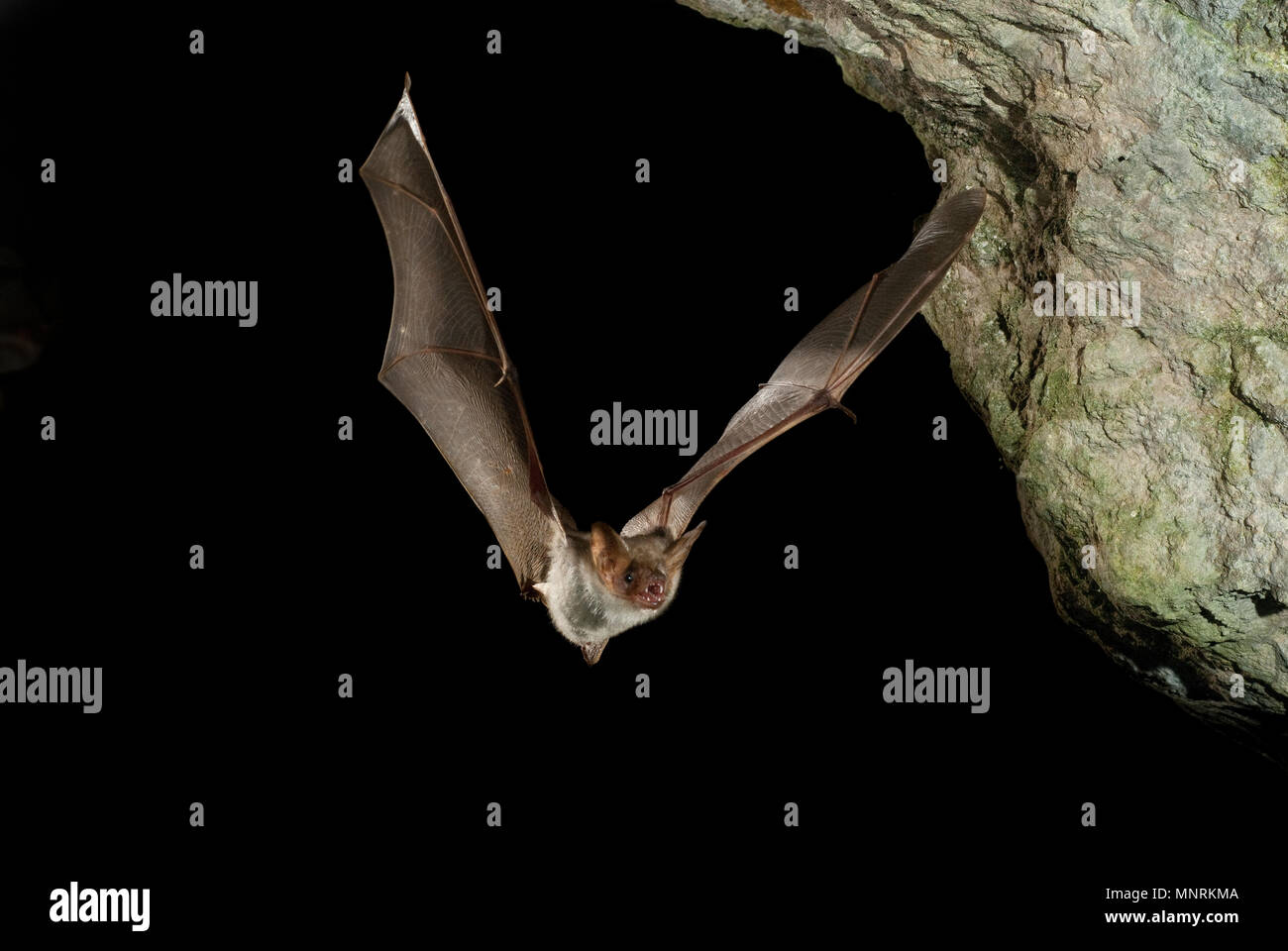 Bat poiana, myotis myotis, volo nella sua grotta Foto Stock