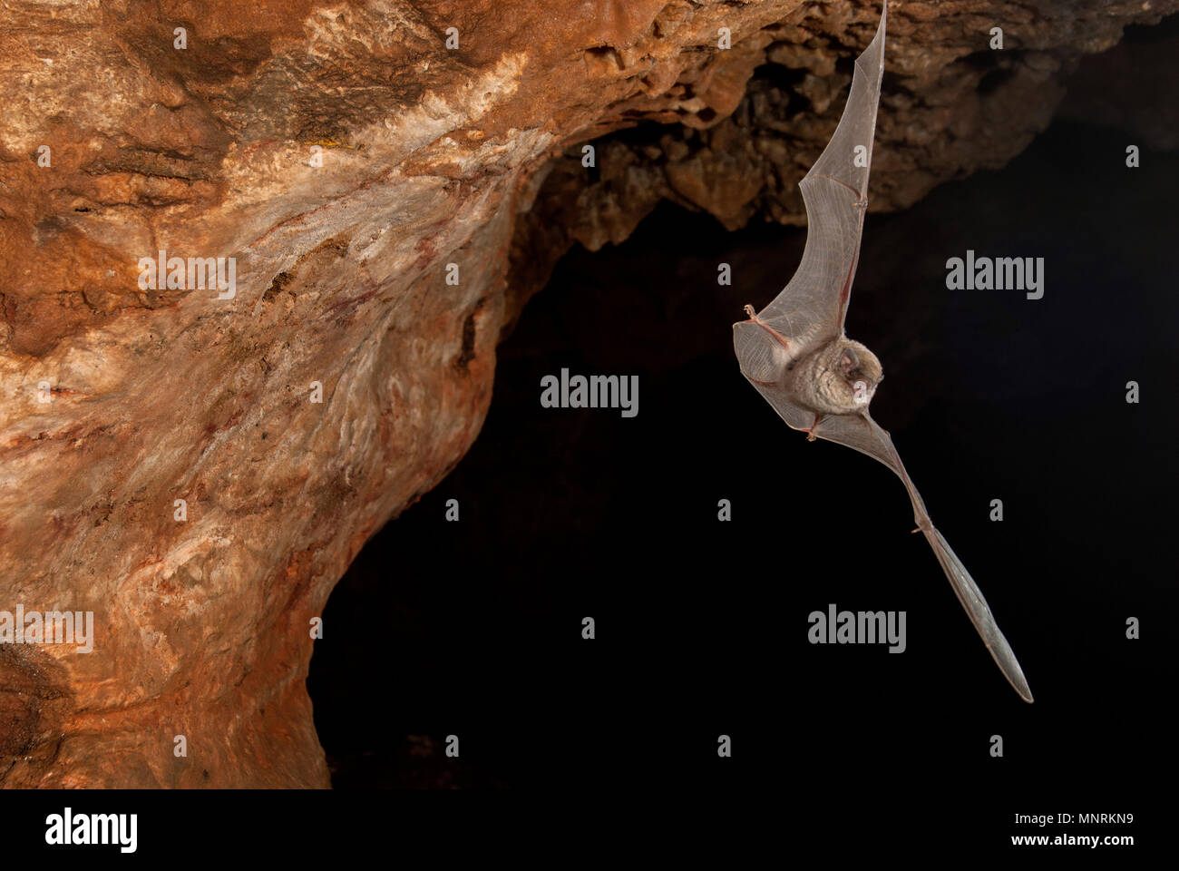 Bat-comune piegata miniopterus schreibersii, volare in una grotta Foto Stock