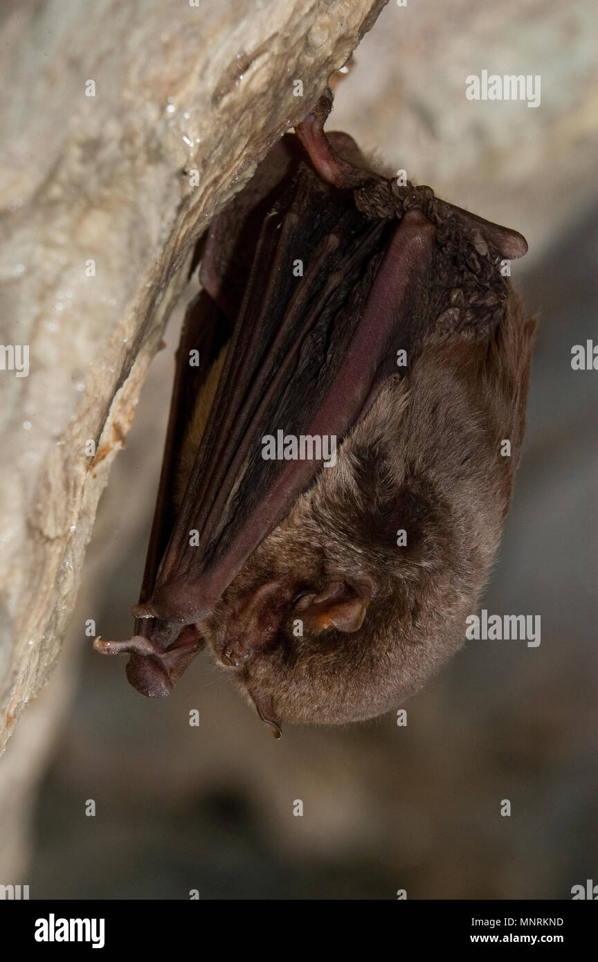 Bat-comune piegata miniopterus schreibersii, appoggiato in una grotta Foto Stock