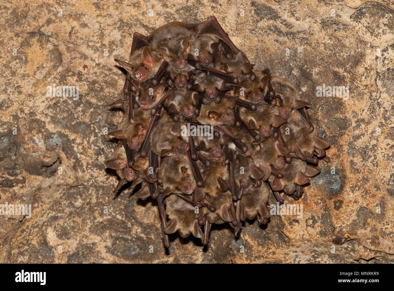 Gruppi di sleeping pipistrelli in grotta, Myotis myotis Foto Stock