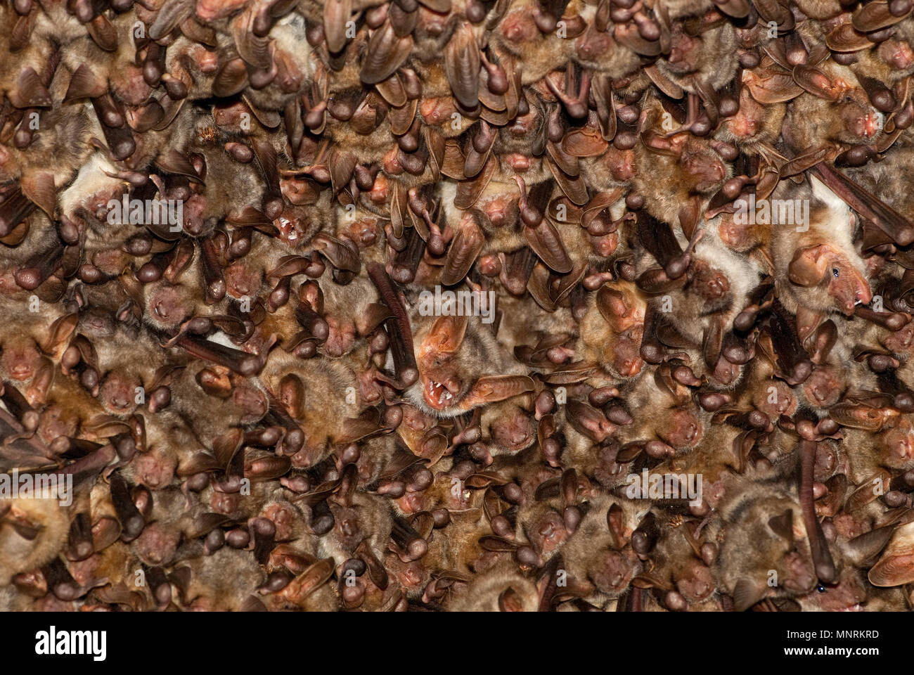 Gruppi di sleeping pipistrelli in grotta, Myotis myotis Foto Stock