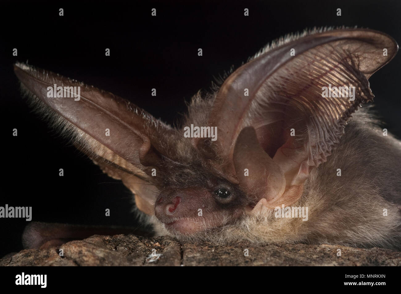 Ritratto di Bat Plecotus austriacus Foto Stock