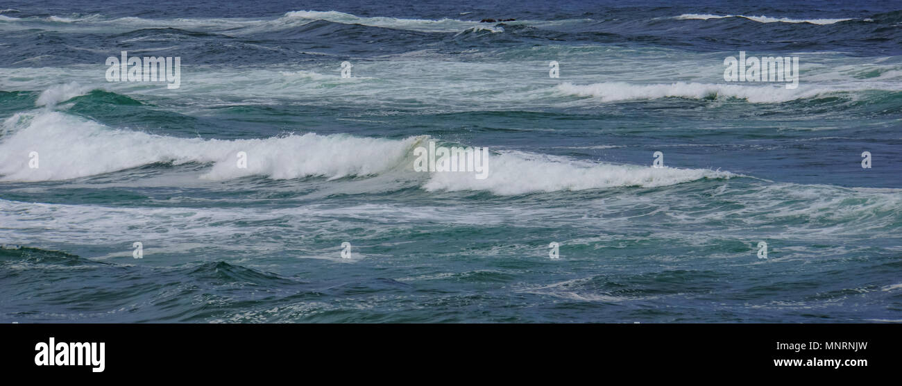 La struttura ad albero di Ghost con corteccia sbiancato dal vento sulla costa del Pacifico Foto Stock