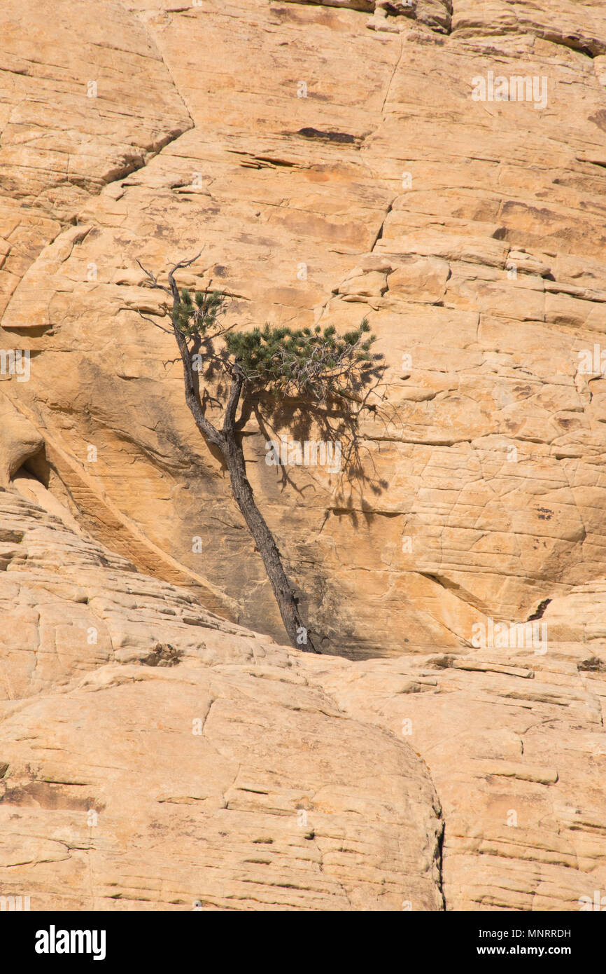 Pinyon pine (Pinus edulis) tree che lottano per vivere sulla scogliera di arenaria, il Red Rock Canyon National Conservation Area, Las Vegas, Nevada Foto Stock