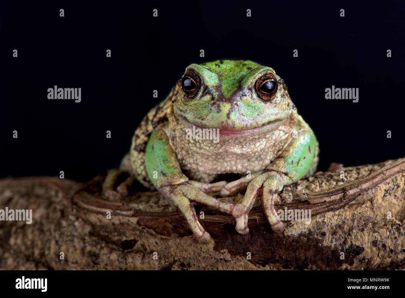 I Paesi Andini marsupiale raganella (Gastrotheca riobambae) ha un unico comportamento riproduttivo in avente una sacca per trasportare le uova e girini in. Foto Stock