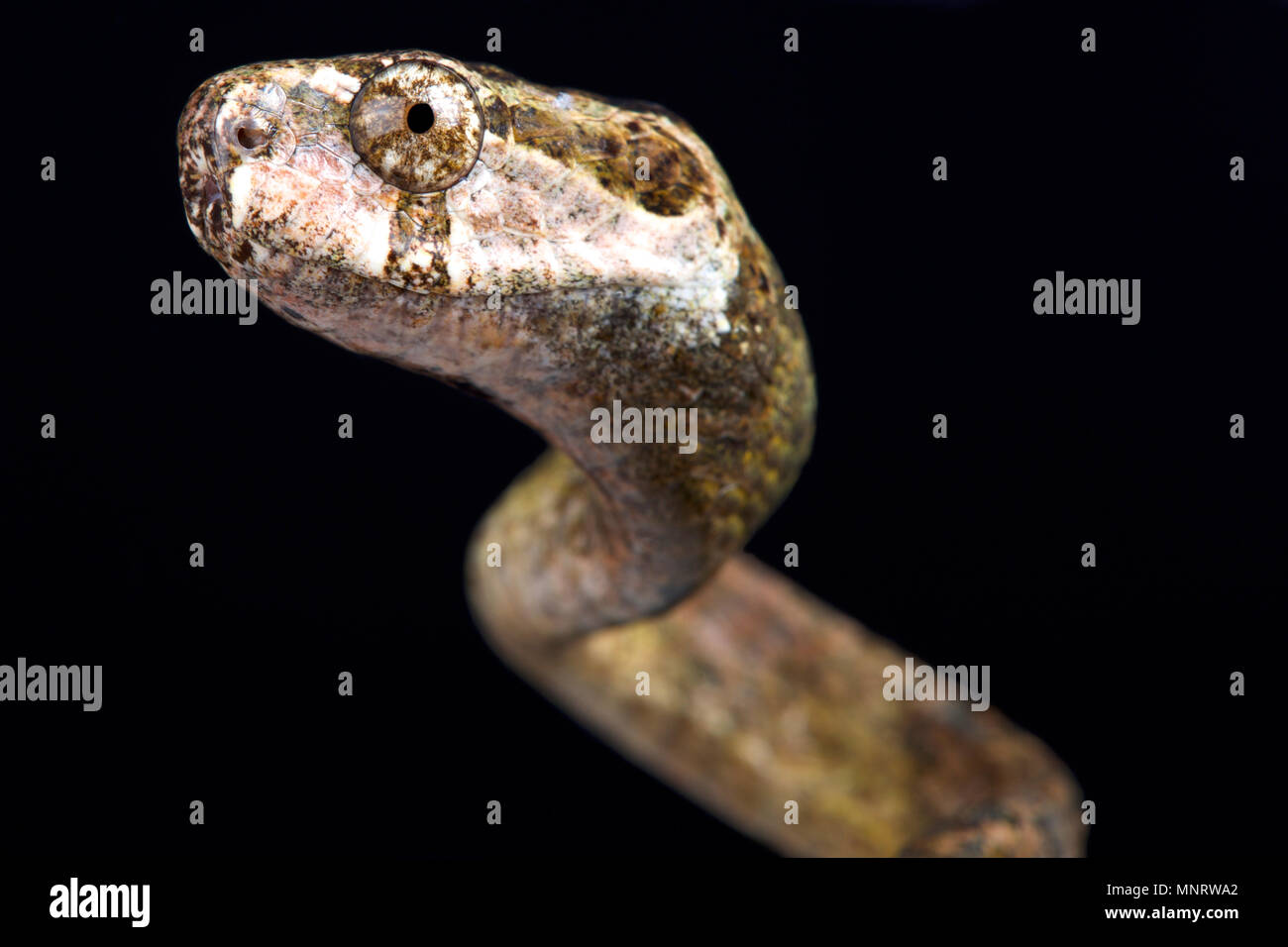 Il Blunthead slug snake (Aplopeltura boa) è un servizio specializzato di lumaca Serpente Mangiare delle specie che si trovano nel sud-est asiatico. Foto Stock