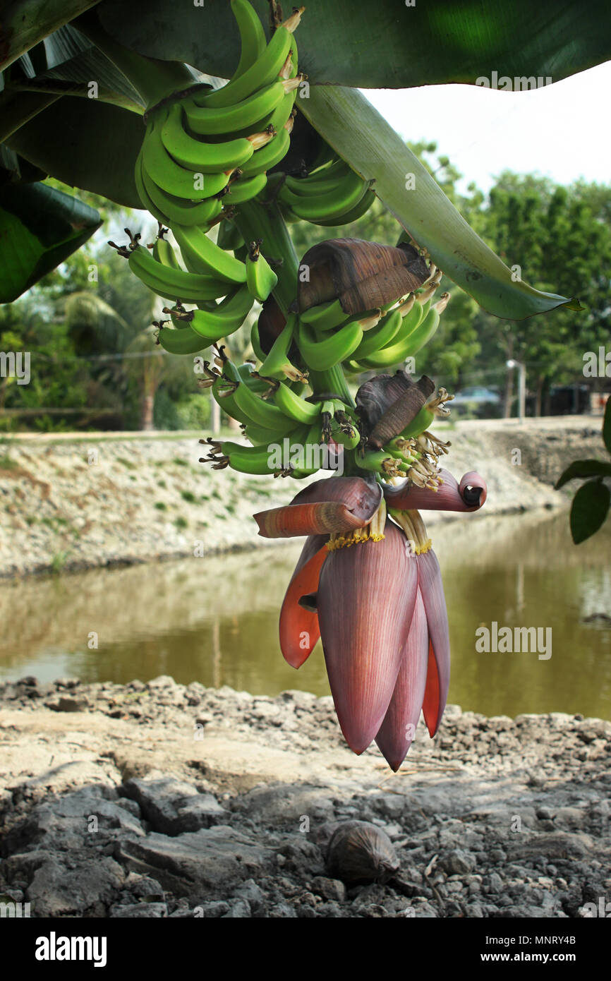 Banana Flower in Khulna,Bangladesh Foto Stock