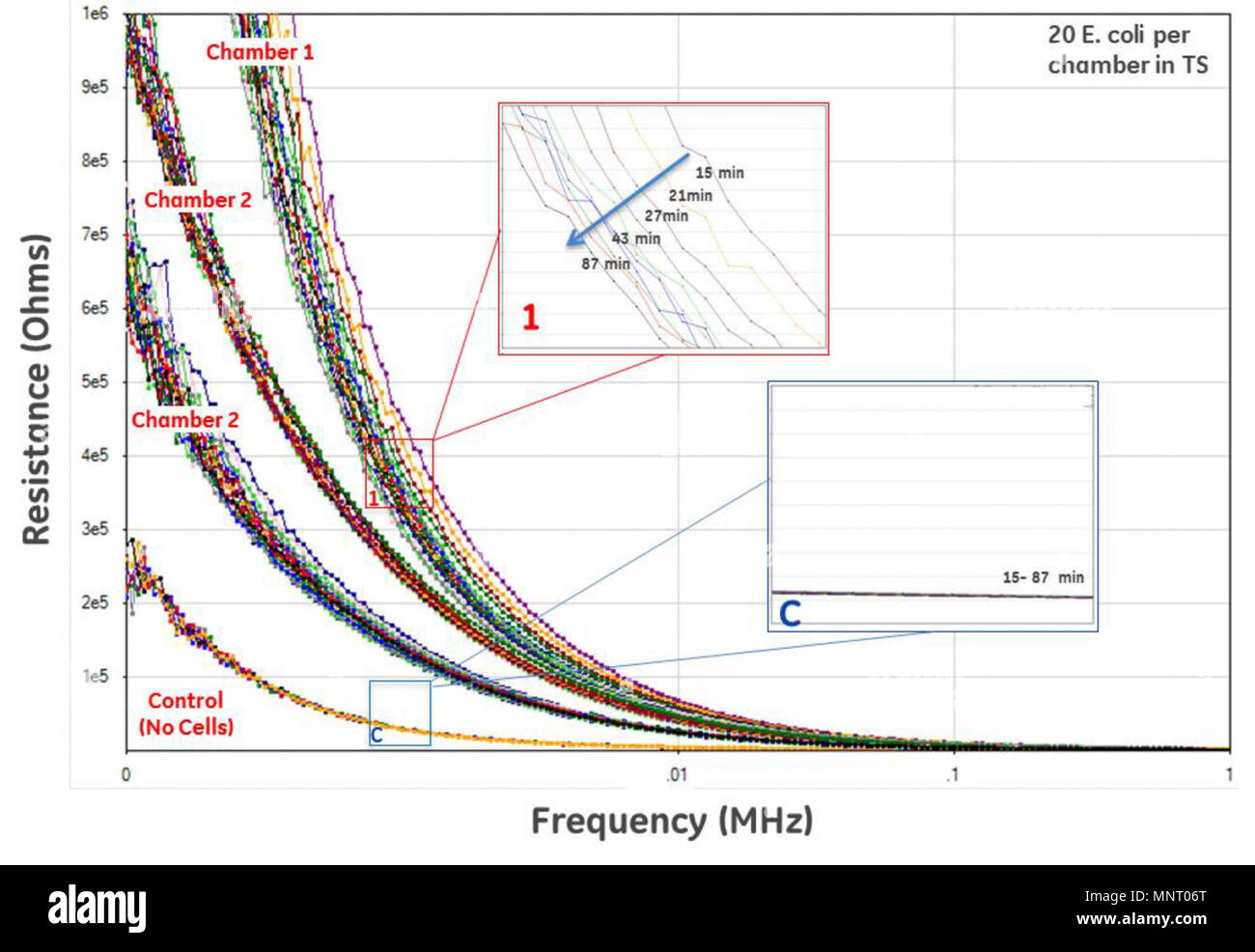 Continuo rilevamento elettrico durante la coltura batterica. Foto Stock