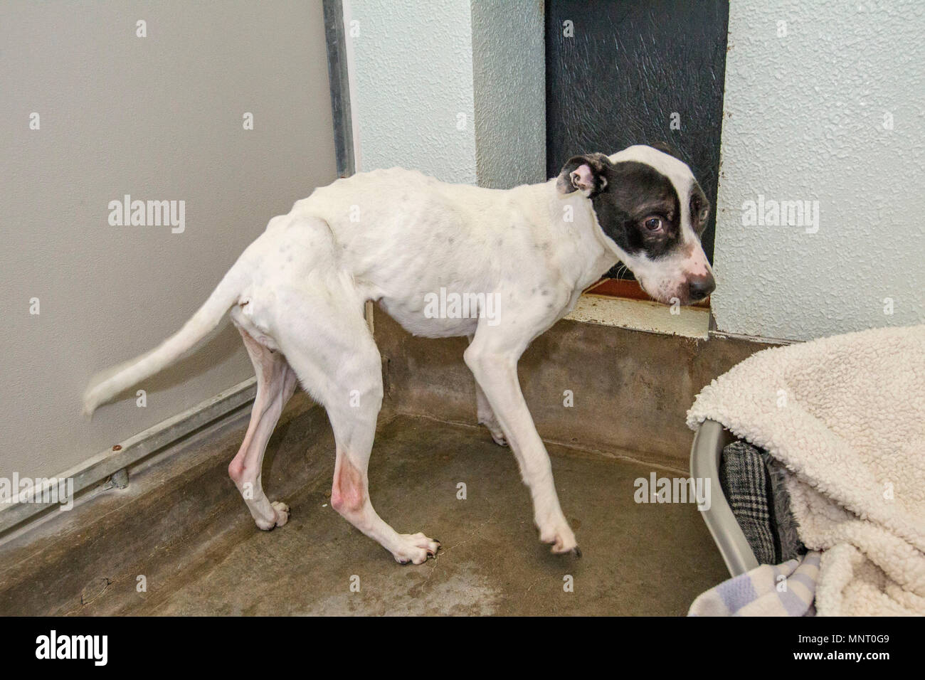 Cani maltrattati getting curato dopo il salvataggio Foto Stock