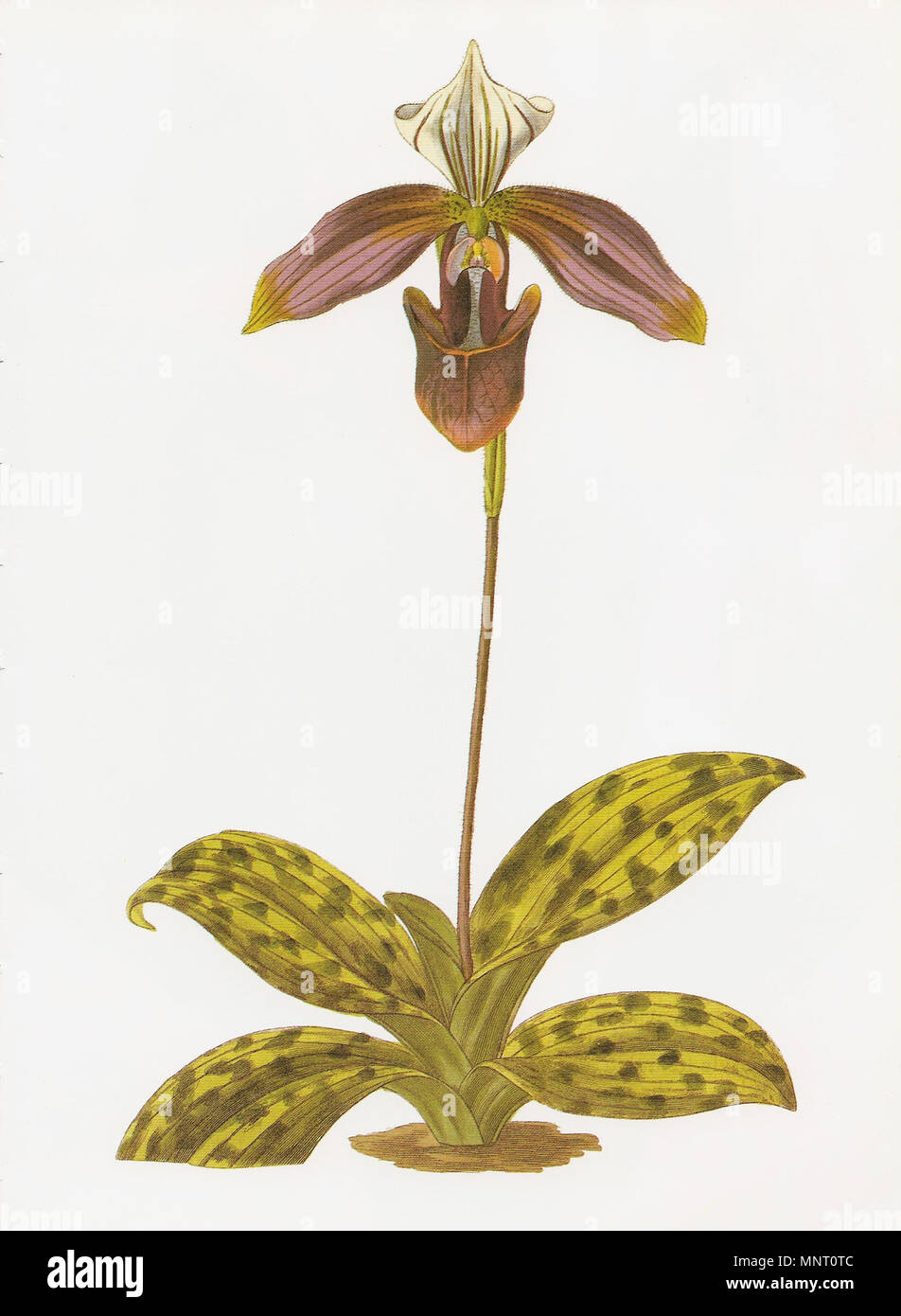 . Inglese: Cypripedium (ora: Paphiopedilum purpuratum), un colorate a mano dopo incisione di un disegno da Miss S. A. Drake (fl. 1820s-1840s), dal ventitreesimo volume del registro Botanico (1837), edito da John Lindley. 1837. Miss S. A. Drake 959 Paphiopedilum purpuratum RHS Foto Stock