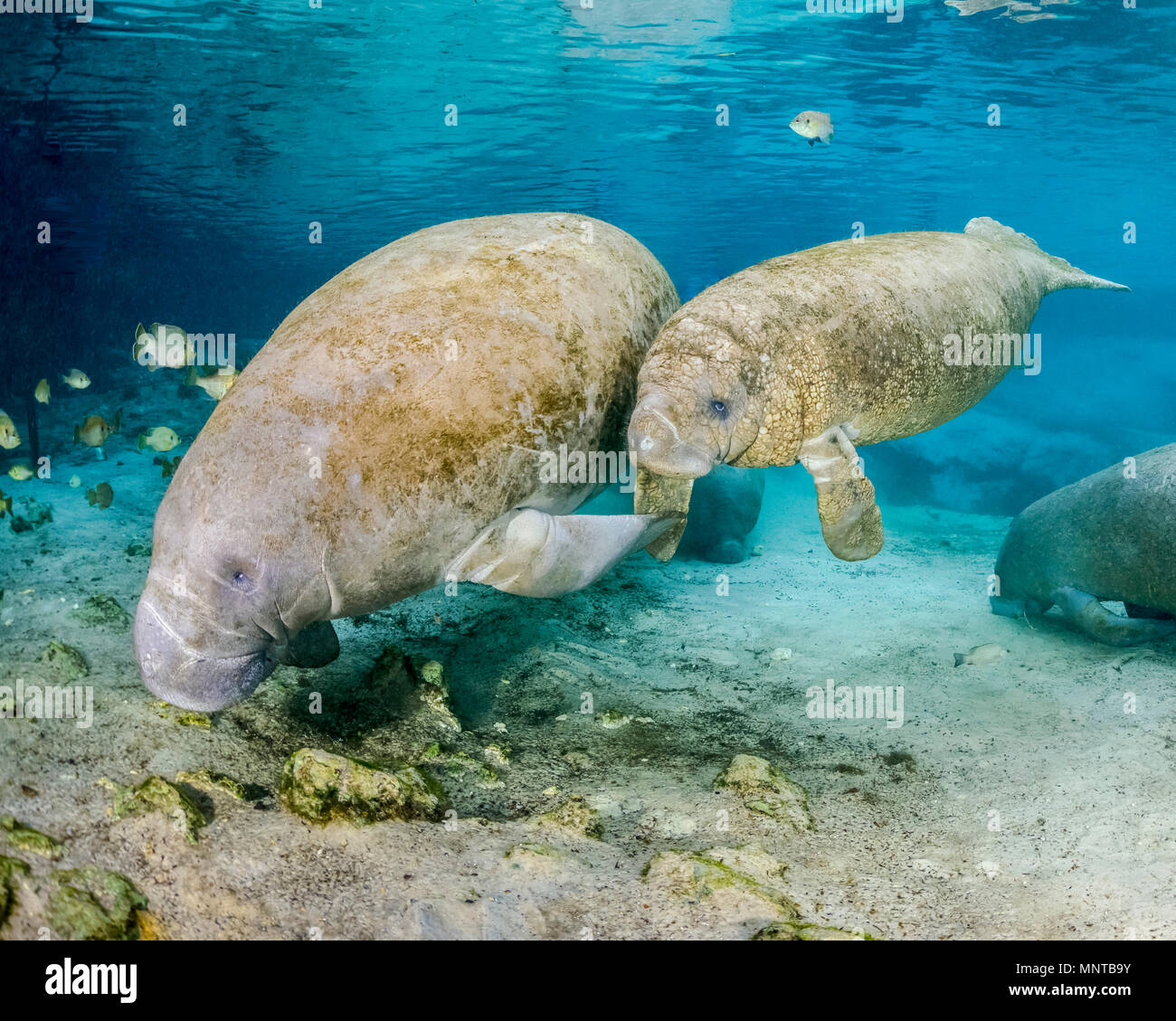 Florida manatee, Trichechus manatus latirostris, una sottospecie di West Indian lamantino, madre e del polpaccio, tre sorelle molle, Crystal River National W Foto Stock