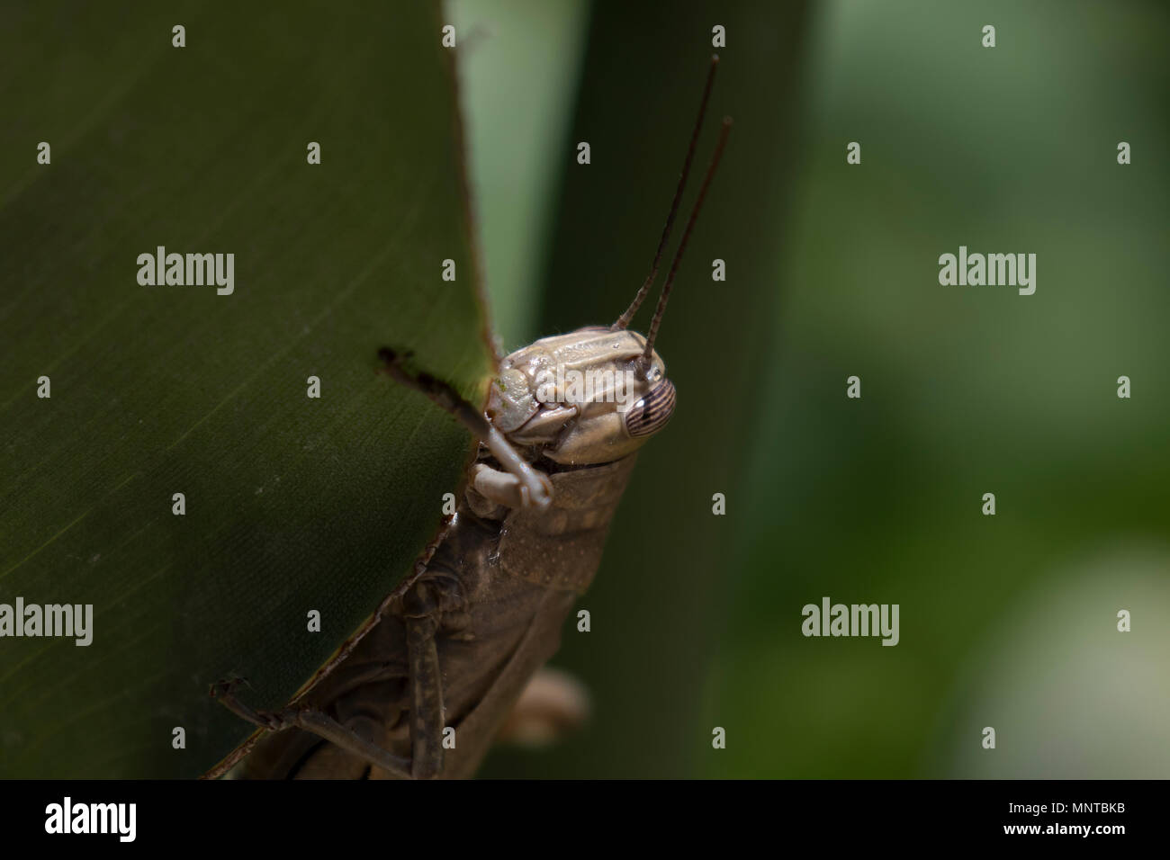 Grande macchia verde cricket, Tettigonia viridissima nel selvaggio nascosti su una foglia di grandi dimensioni in un giardino su Cipro. Foto Stock