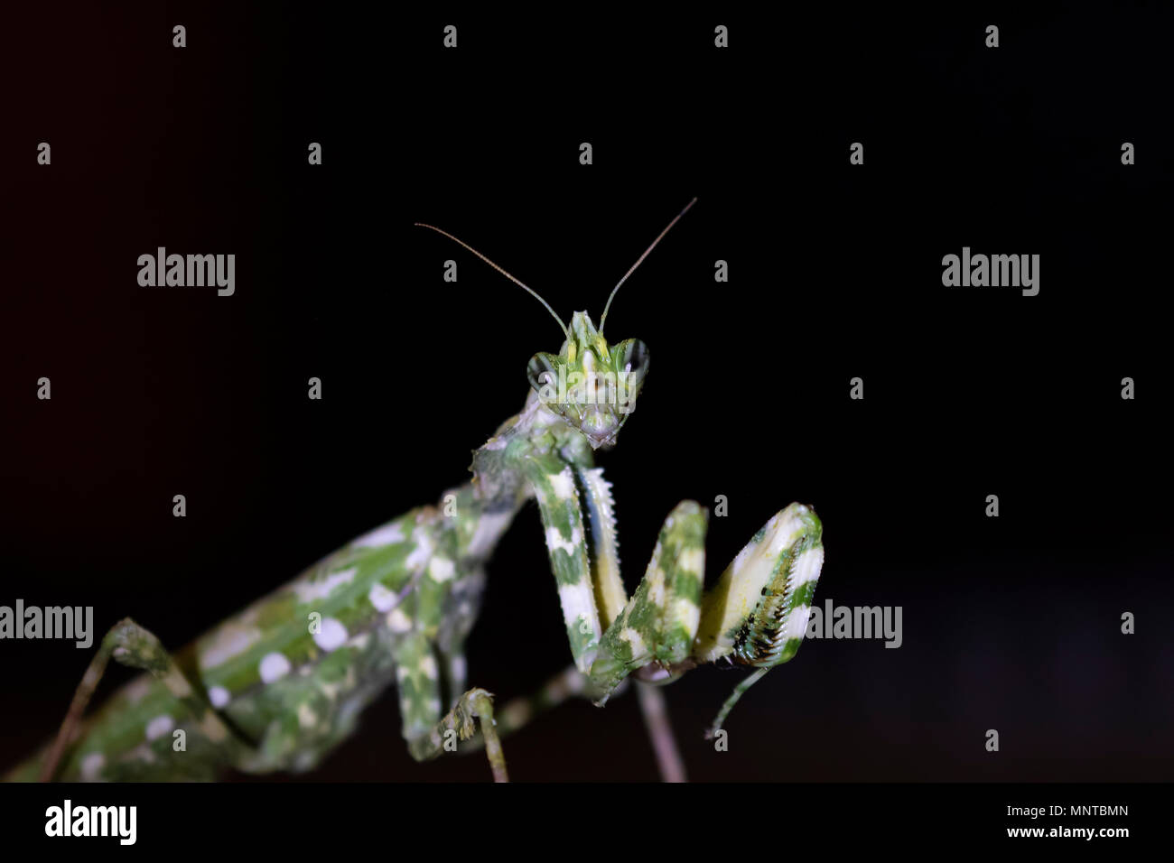 Thistle mantis, Blepharopsis mendica all'interno di un giardino a Cipro nel corso del mese di maggio di notte e di giorno. Foto Stock