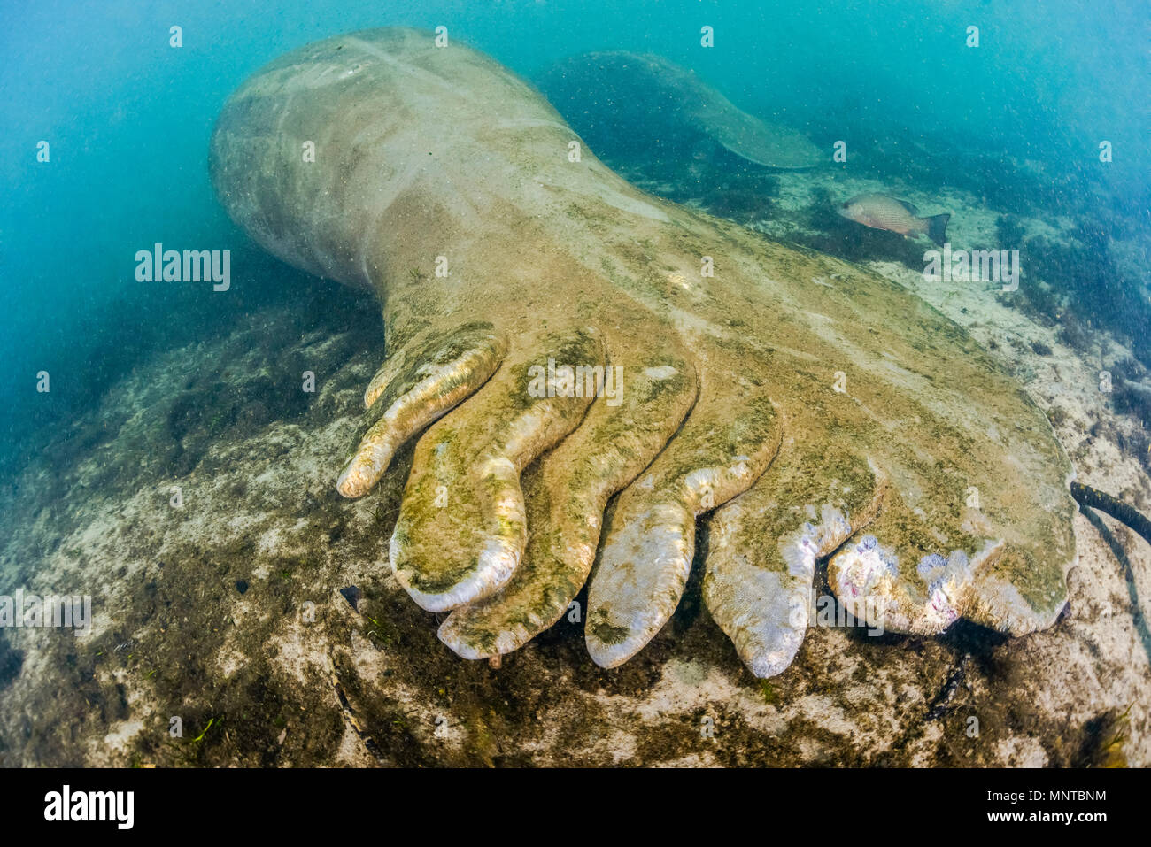 Florida manatee, Trichechus manatus latirostris, con elica per imbarcazioni cicatrici, una sottospecie di West Indian lamantino, Trichechus manatus, Homosassa Springs Foto Stock