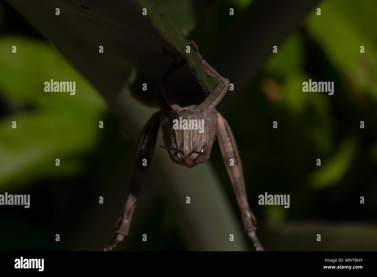 Grande macchia verde cricket, Tettigonia viridissima nel selvaggio nascosti su una foglia di grandi dimensioni in un giardino su Cipro. Foto Stock