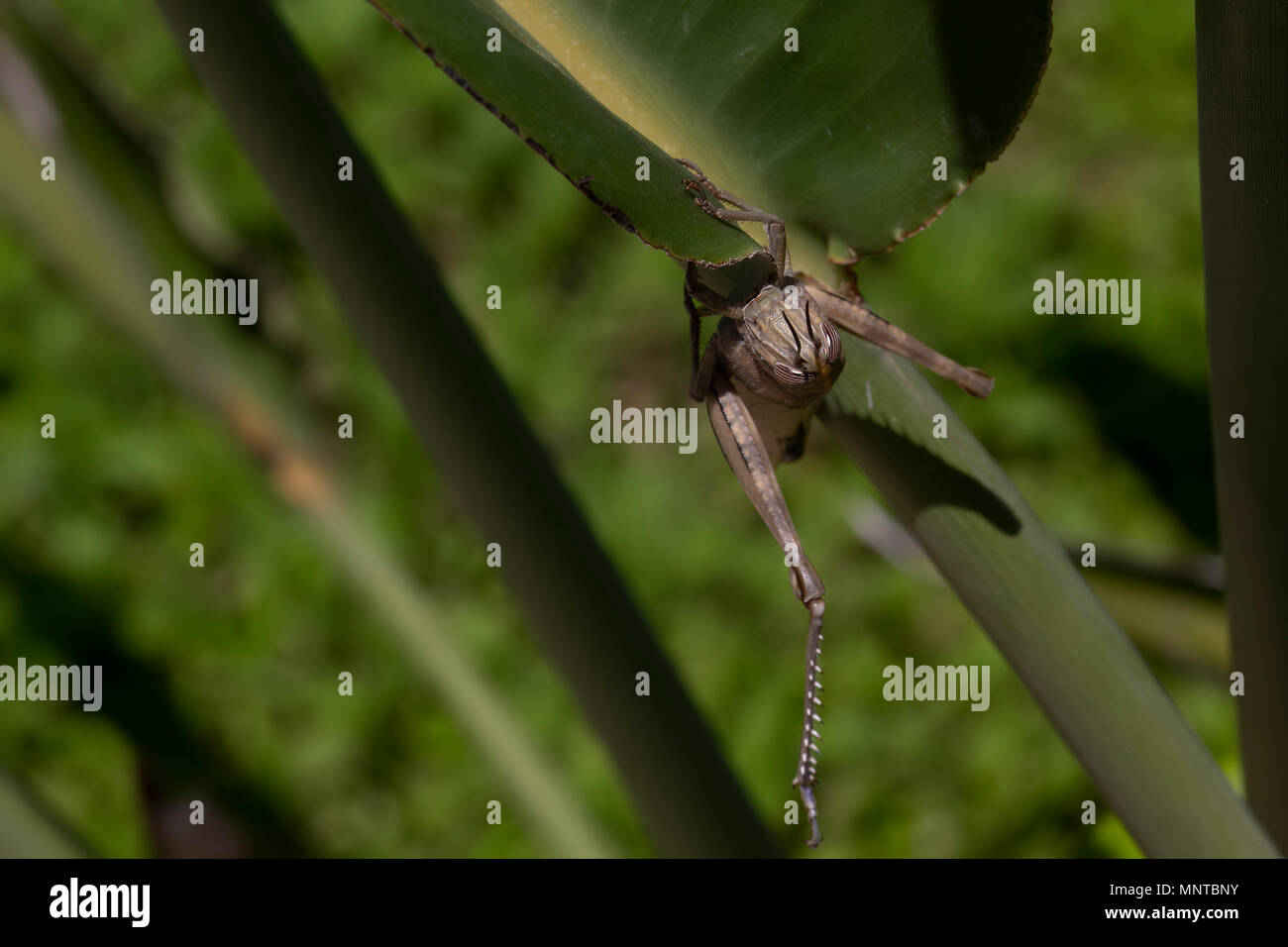 Grande macchia verde cricket, Tettigonia viridissima nel selvaggio nascosti su una foglia di grandi dimensioni in un giardino su Cipro. Foto Stock