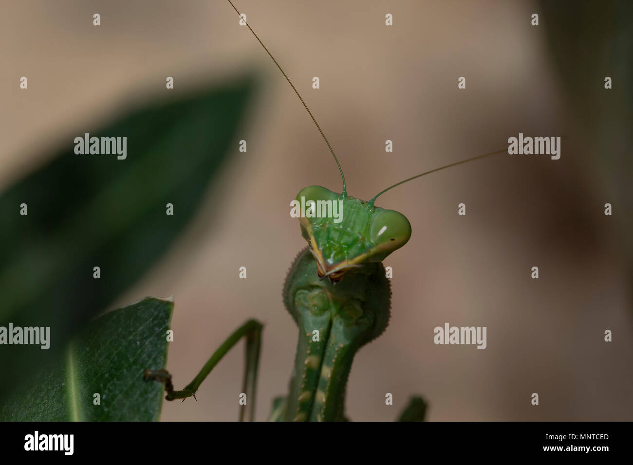 Gigantesca mantide religiosa africana, Sphodromantis viridis nel selvaggio tra una bussola in un giardino a Cipro nel corso del mese di maggio. Foto Stock