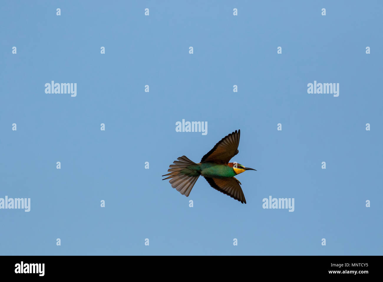 Gruccione, Meropidae in appoggio in una bussola e in volo sopra un giardino a Cipro. Foto Stock
