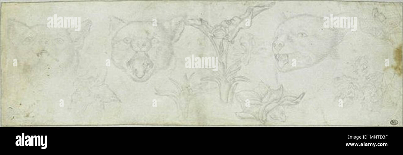 Français : Trois études de la Tête d'onu chat. Huit études de Plantes xv secolo. 1005 Pisanello - Codex Vallardi 2381 Foto Stock