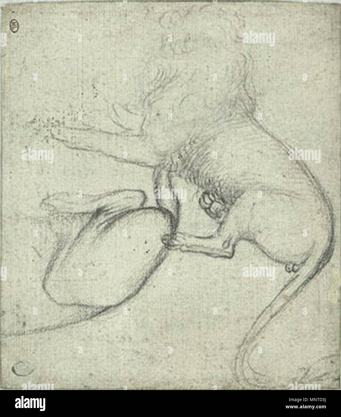 Français : Deux études de Lion del XV secolo. 1005 Pisanello - Codex Vallardi 2384 r Foto Stock