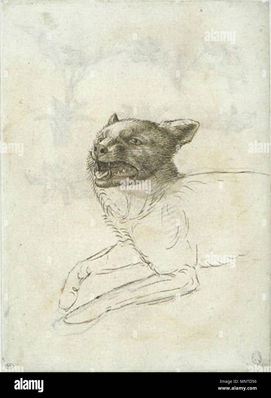 Français : Partie antérieure d'onu chat couché, la gueule ouverte xv secolo. 1005 Pisanello - Codex Vallardi 2419 r Foto Stock