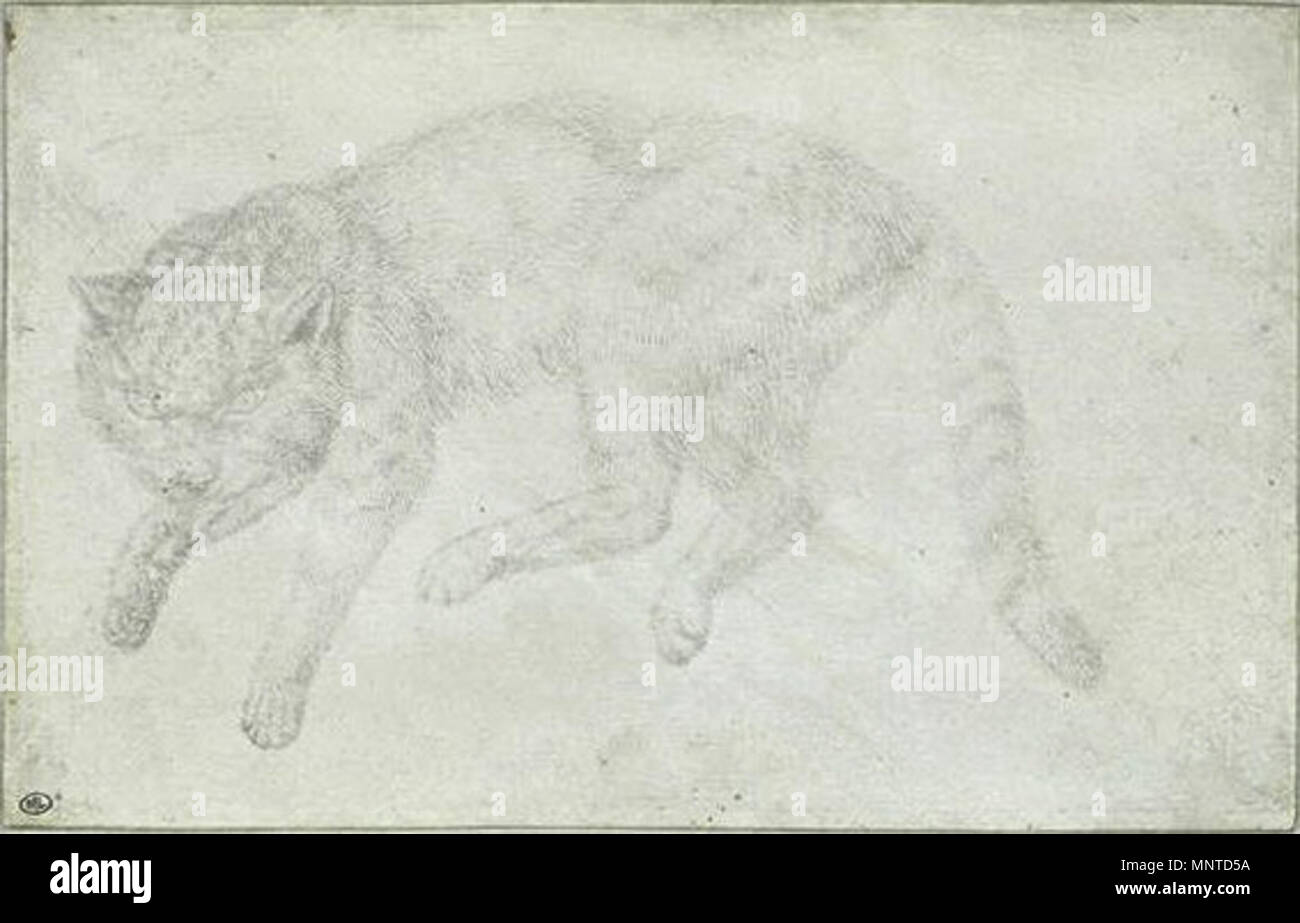 Français : Chat mort, étendu sur le flanc droit, disposé dans l'atteggiamento du bond del XV secolo. 1005 Pisanello - Codex Vallardi 2422 Foto Stock