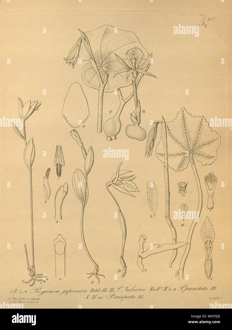 . Illustrazione di I - II, 1-4. Pogonia japonica III Nervilia juliana (come syn. Pogonia juliana) IV, 5-9. Nervilia punctata (come syn. Pogonia punctata) V-VI, 10 Nervilia crociformis (come syn. Pogonia crispata) . 1874. Heinrich Gustav Reichenbach (1824-1889) nomi alternativi Rchb.f. Descrizione German-Saxon botanico, pteridologist ornitologo e docente universitario Data di nascita e morte 3 Gennaio 1824 6 maggio 1889 Luogo di nascita e morte Dresda Amburgo posizione di lavoro autorità di Lipsia controllo : Q62820 VIAF: 77066171 ISNI: 0000 0000 8396 1069 LCCN: N79125882 NLA: 35749194 Botanico: RCH Foto Stock