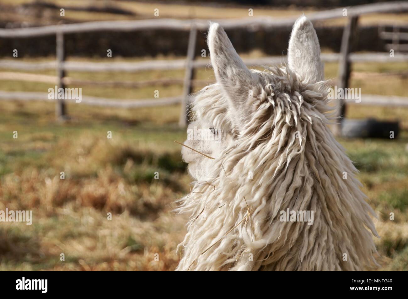 Un llama godendo della vista Foto Stock