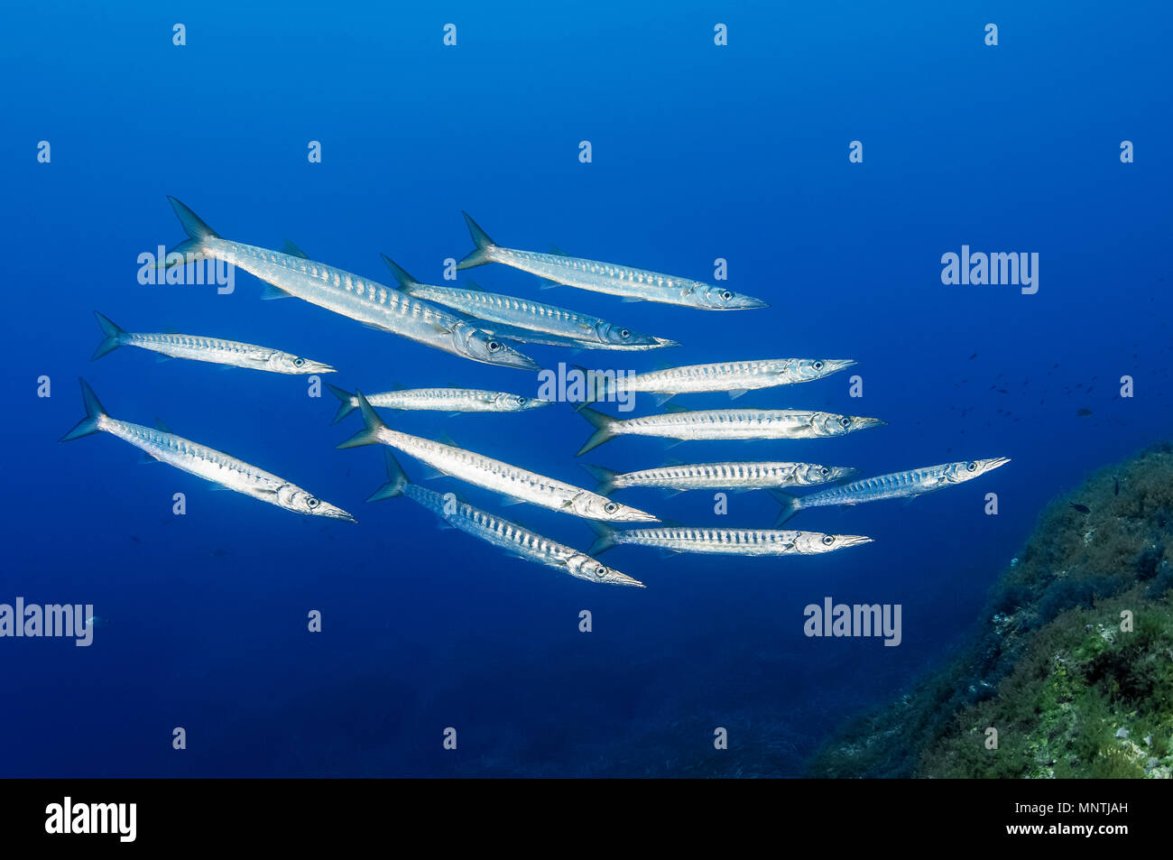 Unione barracuda o barracuda mediterranei, Sphyraena sphyraena, scolarizzazione, Gozo, Malta, Mar Mediterraneo, Oceano Atlantico Foto Stock