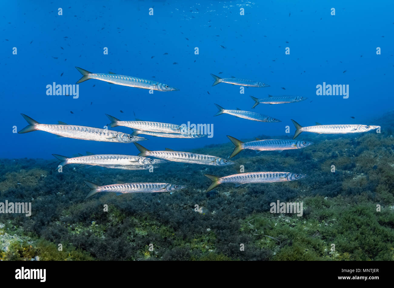 Mediterranean barracuda immagini e fotografie stock ad alta risoluzione -  Alamy
