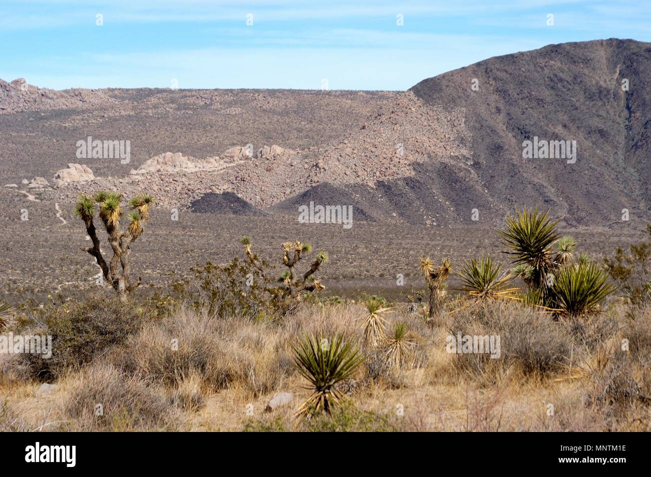 Alberi di Joshua, Yucca brevifolia, Yucca palm, Mojave Yucca, Yucca shidigera, Monzogranite e Pinto, gneiss, attraverso una piacevole Valle, 031129 0432 Foto Stock