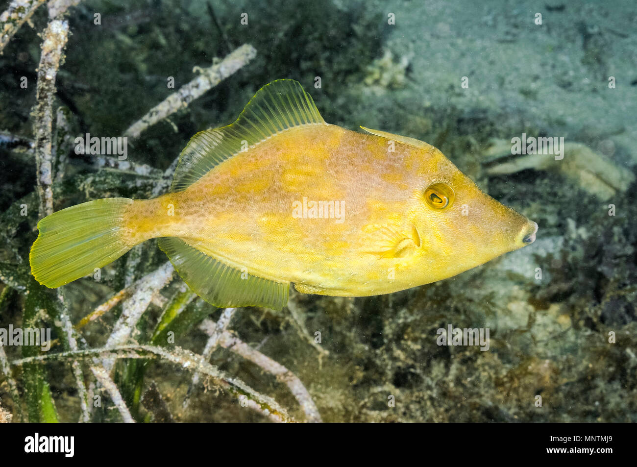Filefish reticolato, Stephanolepis diaspros, colonizzate specie, originariamente dal Mare Rosso, Oceano Indiano, Xwejni Bay, Gozo, Malta, Mare Mediterraneo, a Foto Stock