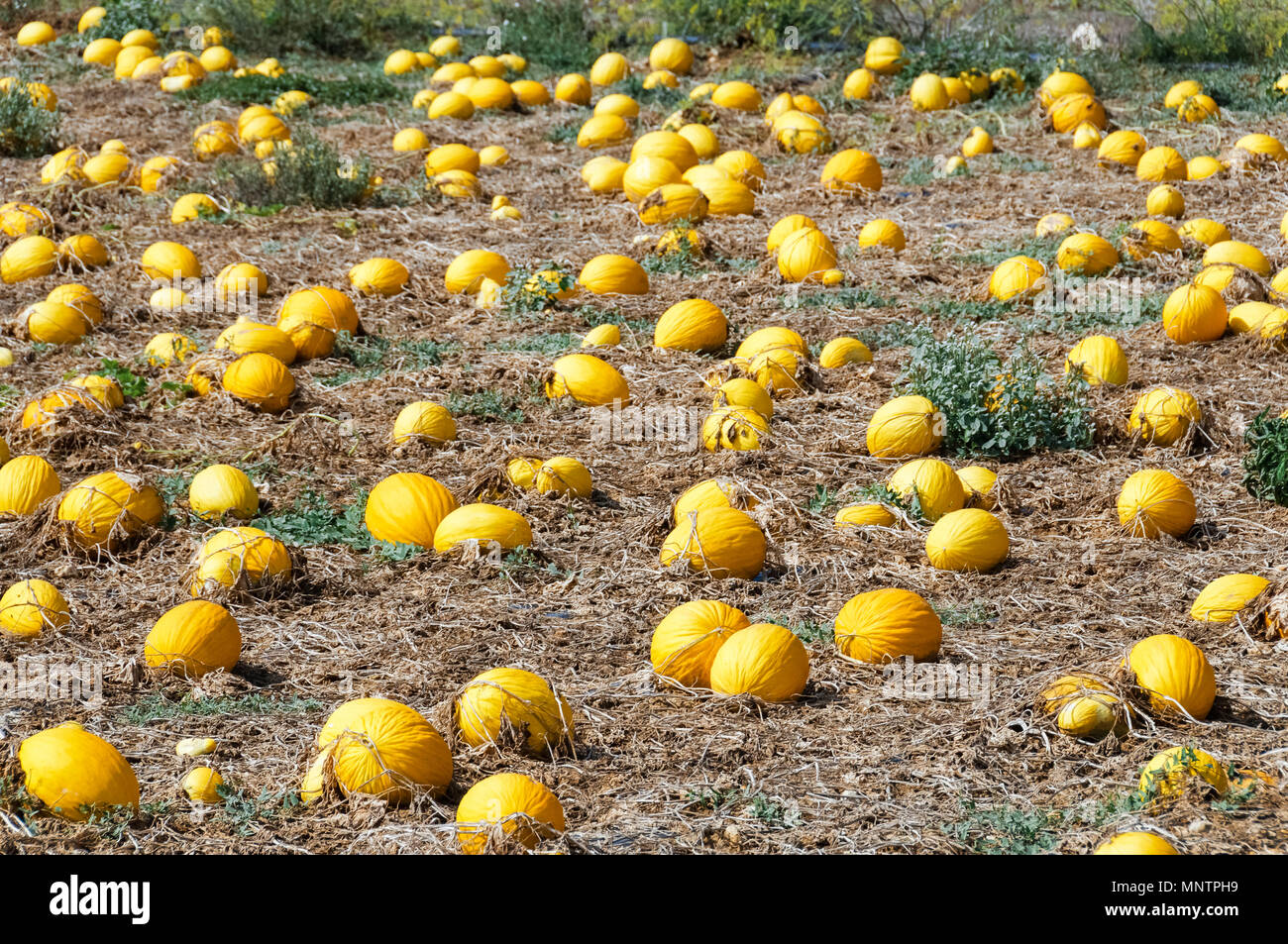 Coltivate squash o zucca, nel campo, la Cucurbita maxima, Gozo, Malta Foto Stock