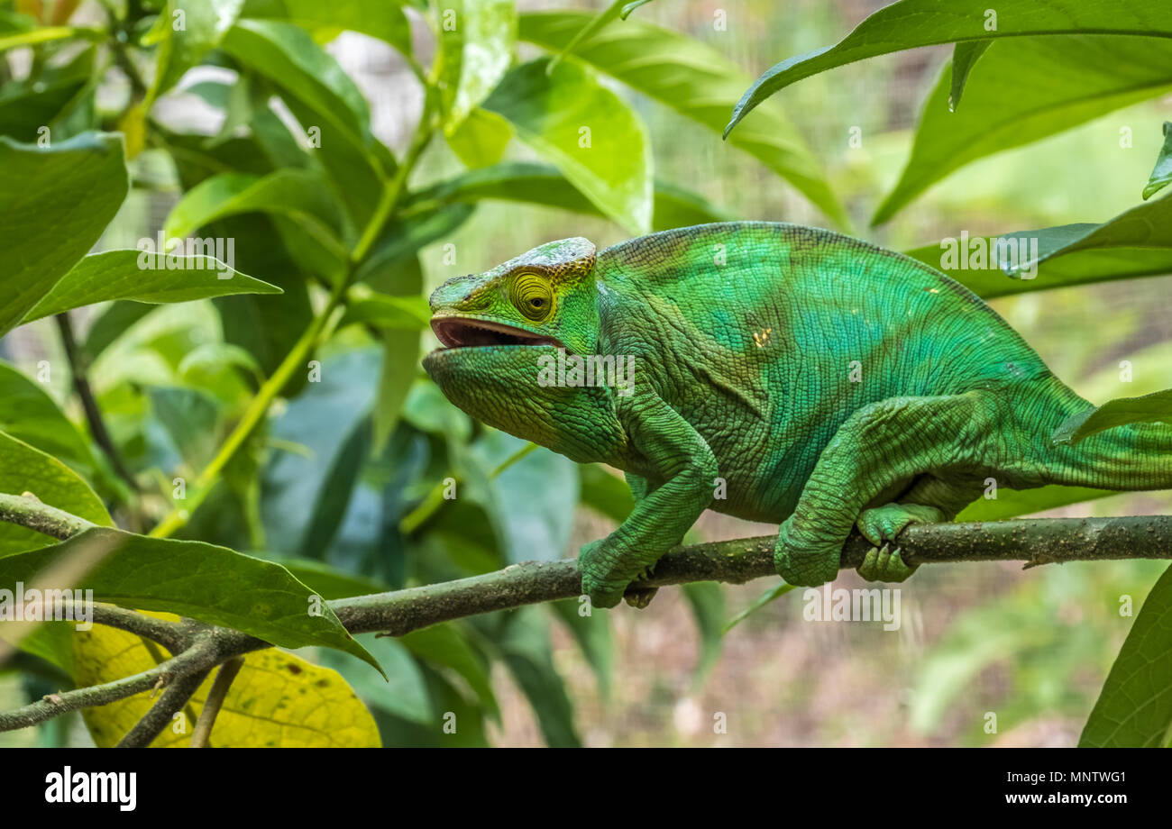 Chameleon nelle foreste vergini dell'Andasibe National Park, Est del Madagascar Foto Stock