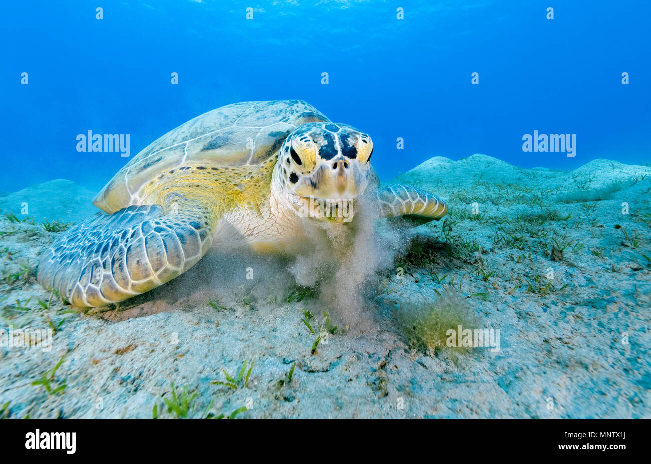 Tartaruga Verde, Chelonia Mydas, alimentazione, specie in via di estinzione, marsa Mubarak, Marsa Alam, Egitto, Mar Rosso, Oceano Indiano Foto Stock