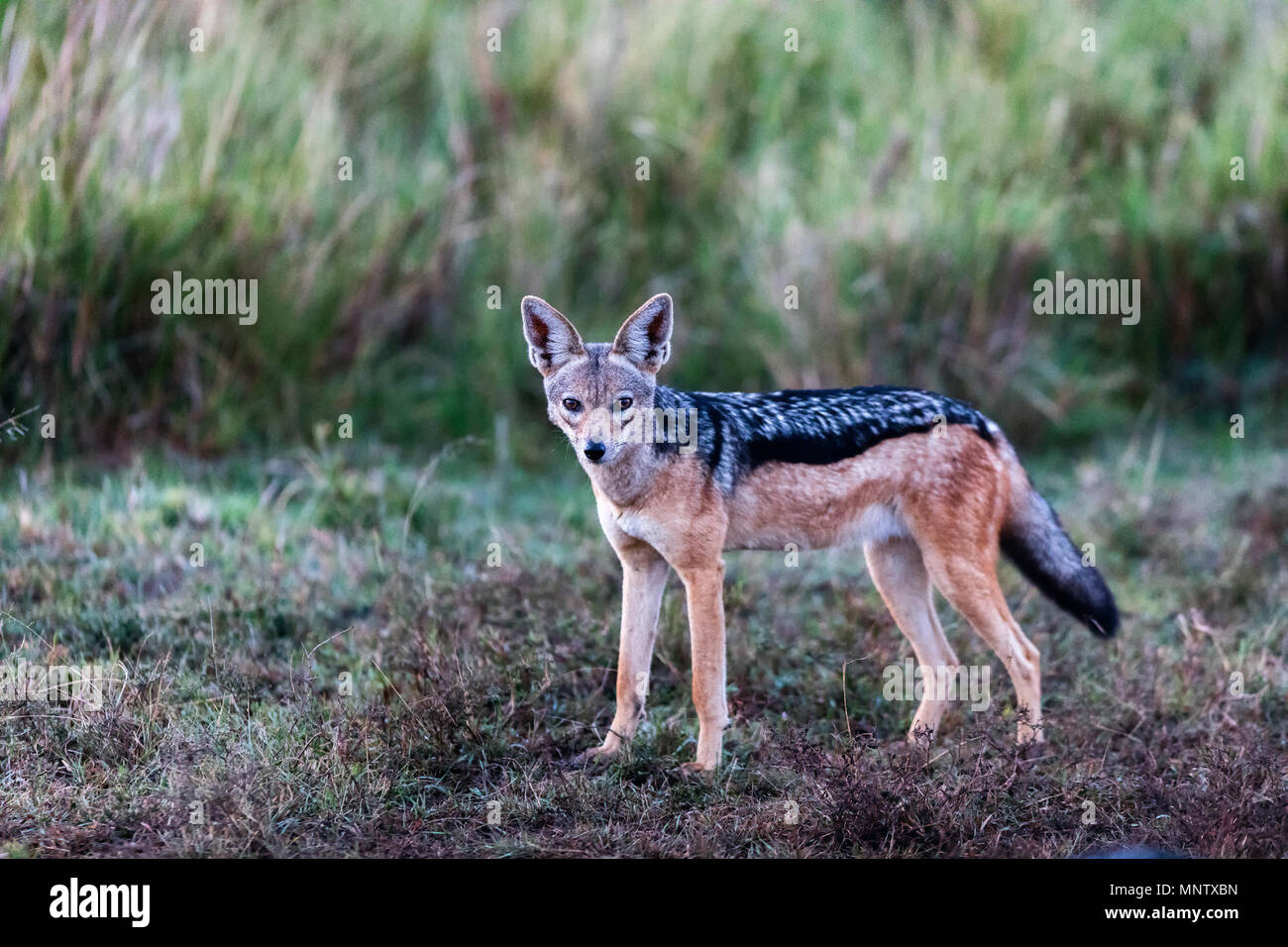 Jackal nel Masai Mara National Park in Kenya Foto Stock