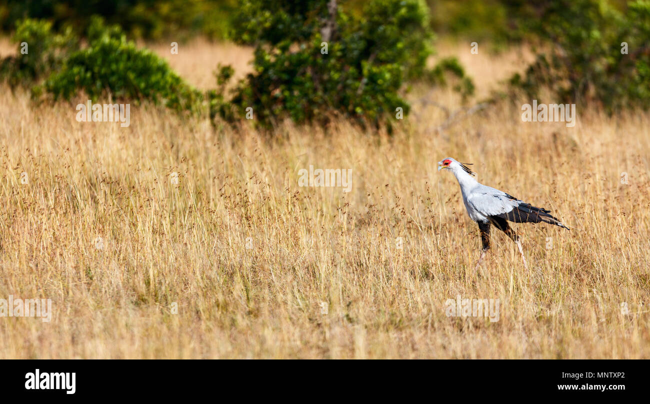 Segretario per la caccia di uccelli nella savana in riserva Masai Mara in Kenya Foto Stock