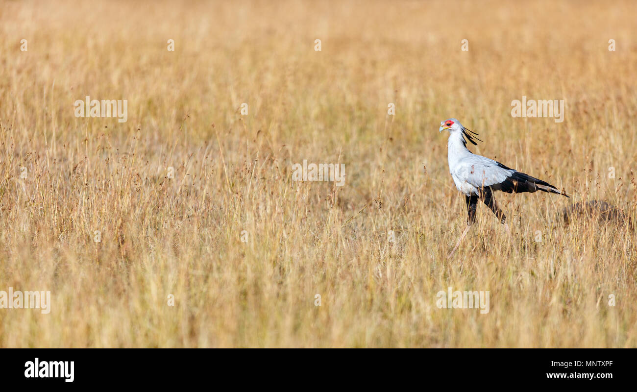 Segretario per la caccia di uccelli nella savana in riserva Masai Mara in Kenya Foto Stock